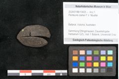 Foto (Objekt + Etikett) von Penteune clarkei F.V. Mueller (NHMW-GEO-2024-0188-10425)